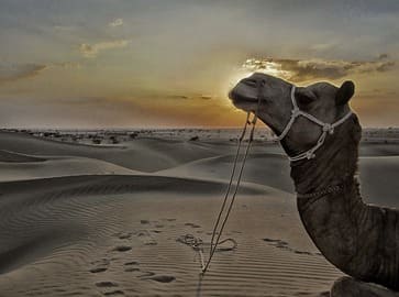 Inde : La tête d'un chameau devant des dunes de sable, au coucher du soleil