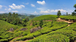 Inde : collines couvertes de plantations de thé traversées par un chemin de terre