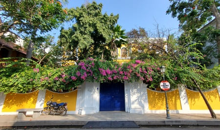 Inde du Sud : Un mure d'enceinte jaune pétant est surmonté d'un beau bougainvillier aux fleurs violettes
