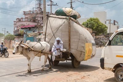 Inde : Un homme dirige un buffle blanc qui tire une charrette avec un énorme chargement qui dépasse de tous les côtés