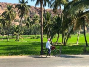 Inde : Un homme à bicyclette passe devant une rizière abritée par des cocotiers