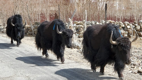 Ladakh : 3 yaks noirs marchent sur une route à la queue leu-leu