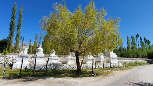 Ladakh : Des stupas alignés derrière un arbre, sous un ciel bleu limpide