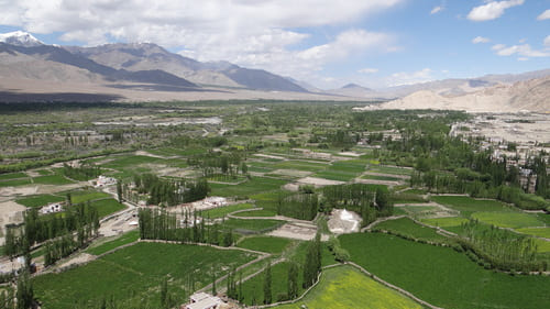 Ladakh : Une immense plaine en perspective, parsemées de jardins verdoyants